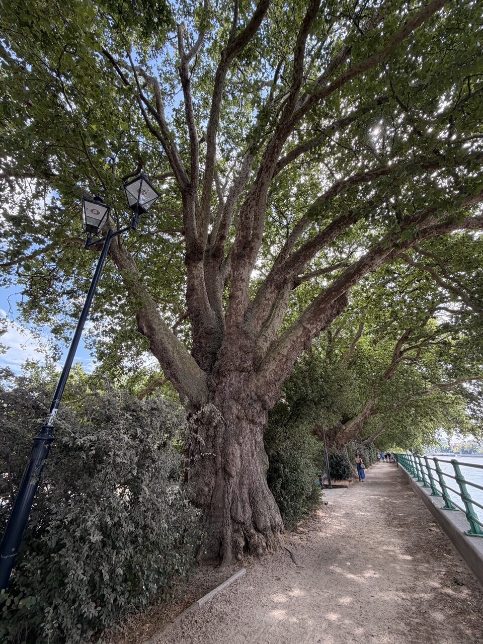 Mächtiger alter Baum mit dickem, verzweigtem Stamm und weit ausladender grüner Krone an einem schattigen Uferweg. Daneben stehen historische Straßenlaternen; rechts verläuft der Weg entlang eines Gewässers mit grünem Geländer.