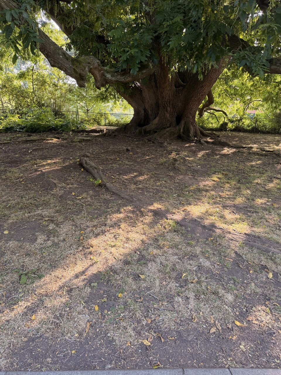 Sehr großer, alter Baum mit mächtigem, knorrigem Stamm, tief ansetzenden Ästen und weit ausladender grüner Krone. Auf dem trockenen Boden davor sind freiliegende Wurzeln und vereinzelte Sonnenflecken zu sehen.