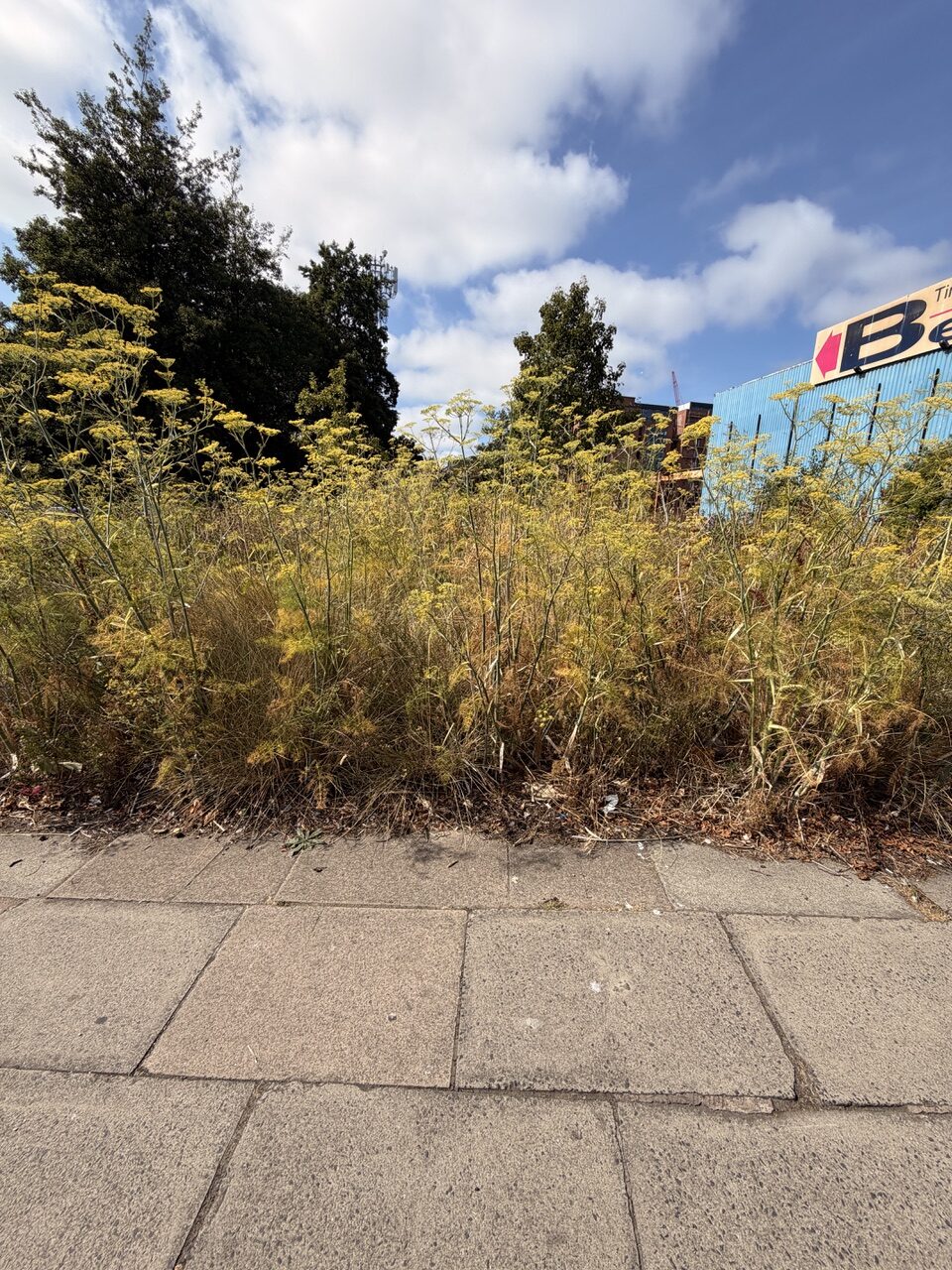 Hohe, gelb blühende Wildpflanzen und Gräser wachsen dicht auf einer unversiegelten Fläche neben einem Gehweg. Im Hintergrund stehen Bäume und ein blaues Industriegebäude unter einem leicht bewölkten Himmel.